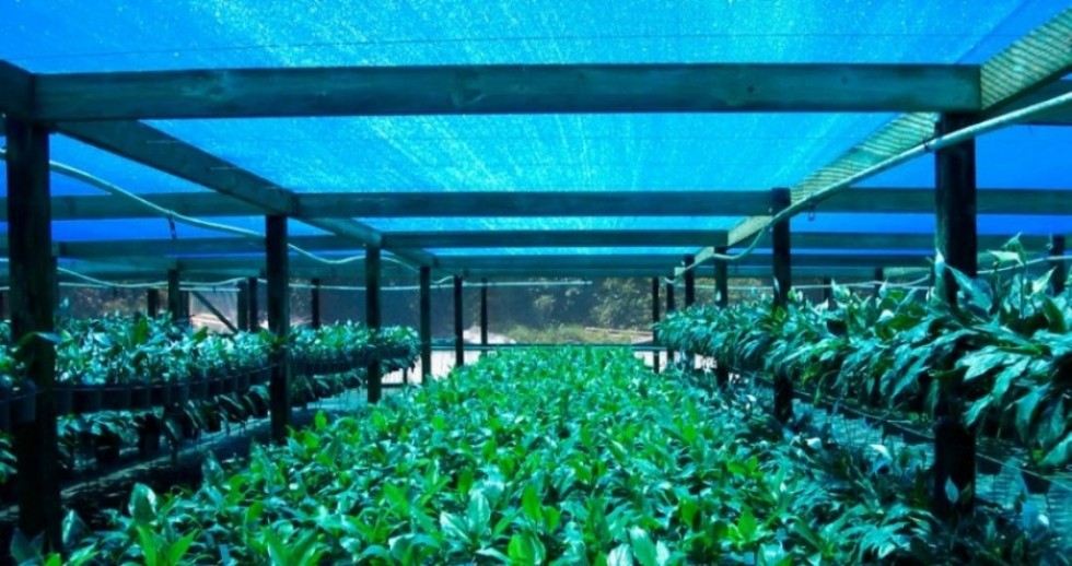 What can I use for greenhouse shading? [greenhouse]