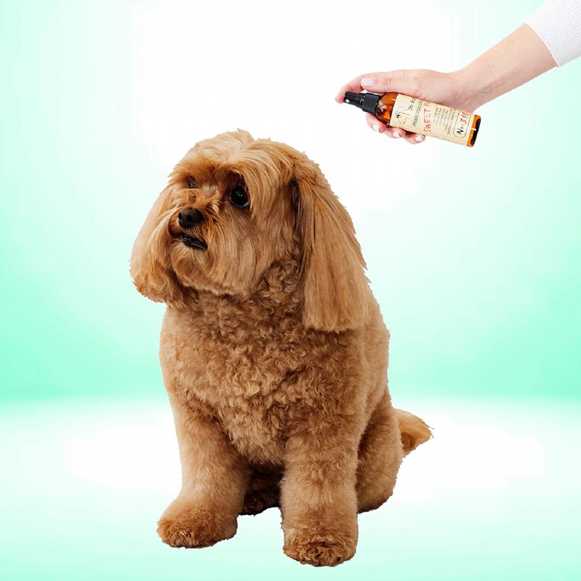 Organic Perfumes For Dogs Learn or Ask About Organic Perfumes For