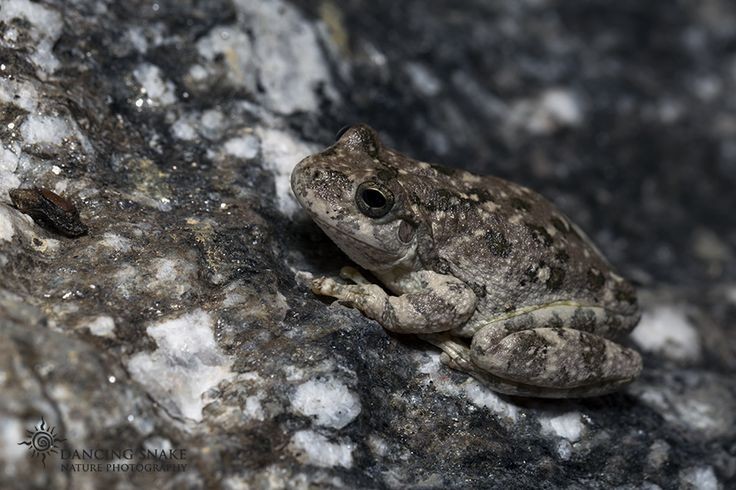 amphibians in the canyon