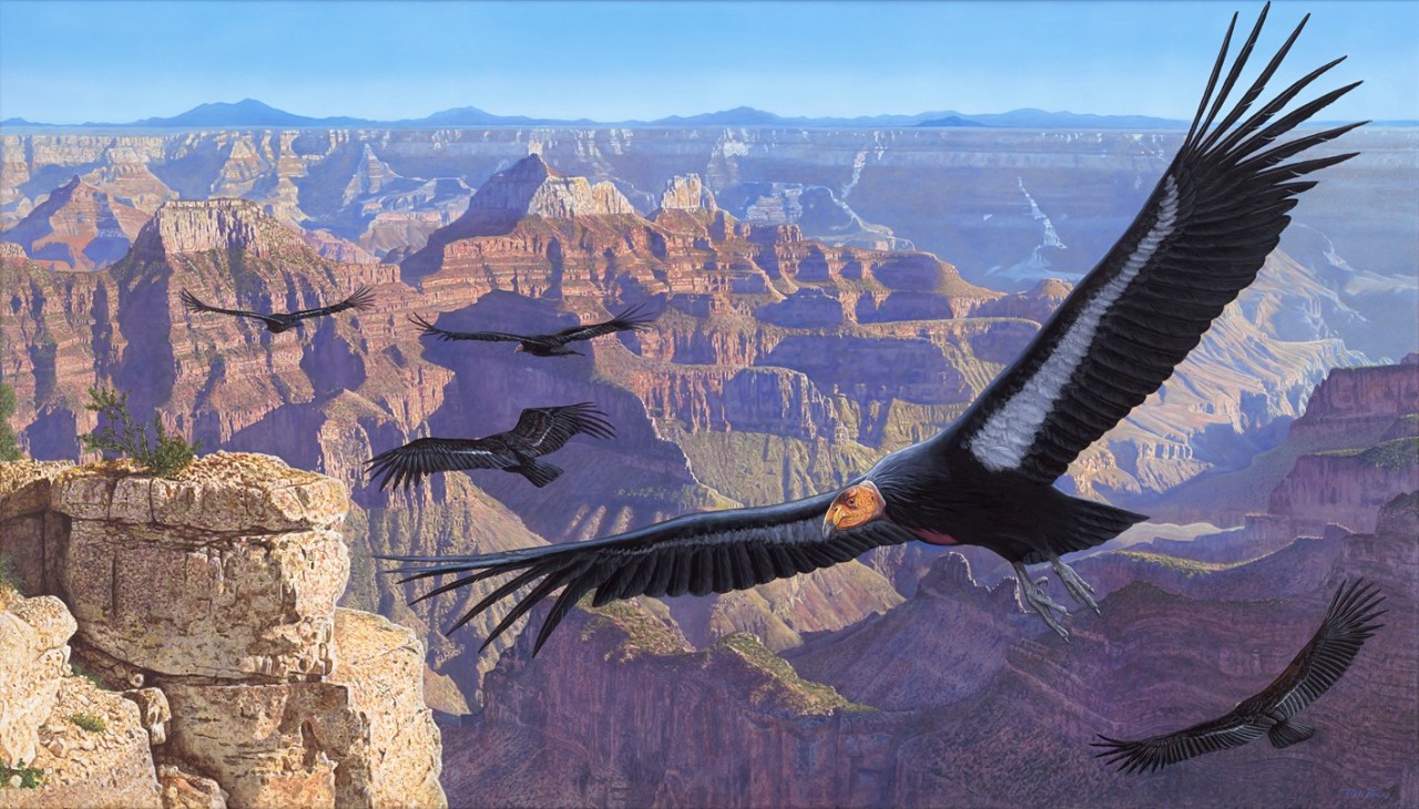 birds in the canyon