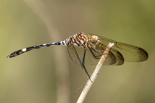 Invertebrates in the Canyon