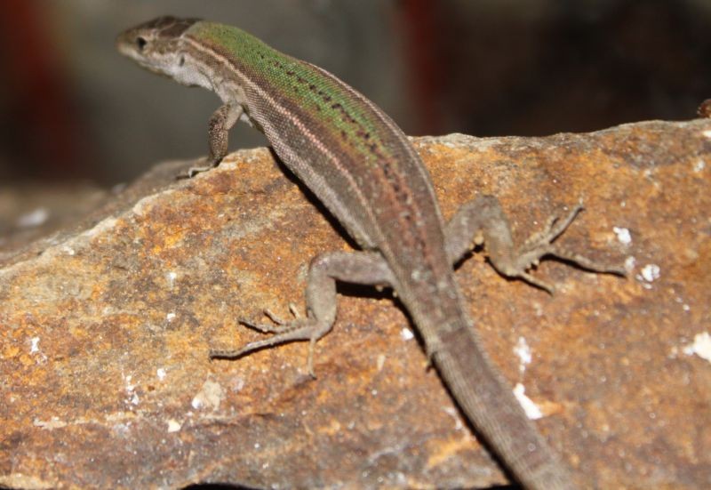 reptiles in the canyon