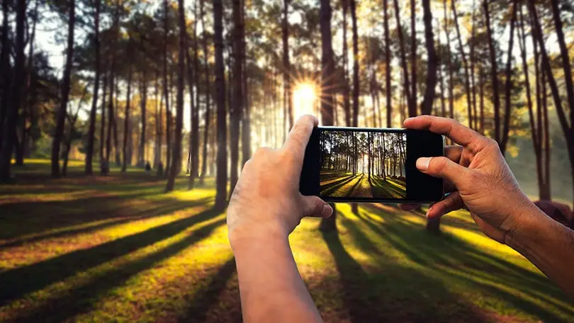 Taking a photo of a forest with sunlight using a smartphone camera for better mobile photography